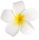 Plumeria Flower Hair Clip